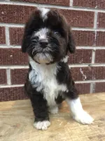 Tinker, a female Aussiedoodle for sale in Campobello, SC – Photo 2 of 10