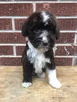 Tinker, a female Aussiedoodle for sale in Campobello, SC – Photo 10 of 10