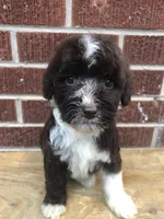 Tinker, a female Aussiedoodle for sale in Campobello, SC – Photo 1 of 10