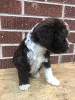 Tinker, a female Aussiedoodle for sale in Campobello, SC – Photo 6 of 10