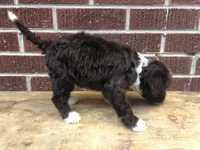 Tinker, a female Aussiedoodle for sale in Campobello, SC – Photo 5 of 10