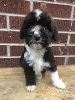 Tinker, a female Aussiedoodle for sale in Campobello, SC – Photo 9 of 10