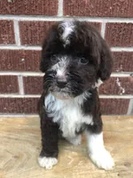 Tinker, a female Aussiedoodle for sale in Campobello, SC – Photo 3 of 10