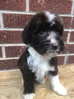 Tinker, a female Aussiedoodle for sale in Campobello, SC – Photo 8 of 10