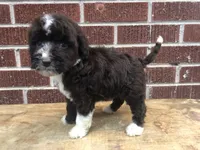 Tinker, a female Aussiedoodle for sale in Campobello, SC – Photo 4 of 10