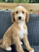 Dancer, a female Bernedoodle for sale in Campobello, SC – 5 of 5