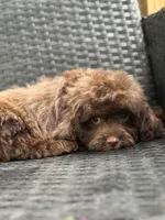 Phil, a male Cavalier King Charles Spaniel and Poodle - Toy  for sale in Campobello, SC – 3 of 4