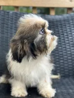 Trinket, a female Cavalier King Charles Spaniel and Shih Tzu for sale in Campobello, SC – 3 of 6