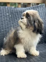 Trinket, a female Cavalier King Charles Spaniel and Shih Tzu for sale in Campobello, SC – 6 of 6
