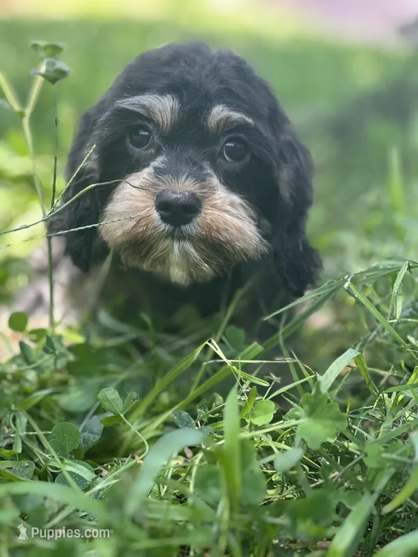 Chewy – Cavalier King Charles Spaniel, Poodle - Miniature  puppy for sale in Campobello, SC