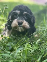 Chewy, a male Cavalier King Charles Spaniel and Poodle - Miniature  for sale in Campobello, SC – 1 of 4