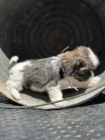 Misty, a female Cavalier King Charles Spaniel and Shih Tzu for sale in Campobello, SC – 4 of 4