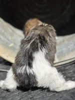 Misty, a female Cavalier King Charles Spaniel and Shih Tzu for sale in Campobello, SC – 2 of 4