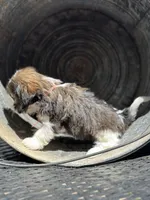 Misty, a female Cavalier King Charles Spaniel and Shih Tzu for sale in Campobello, SC – 3 of 4