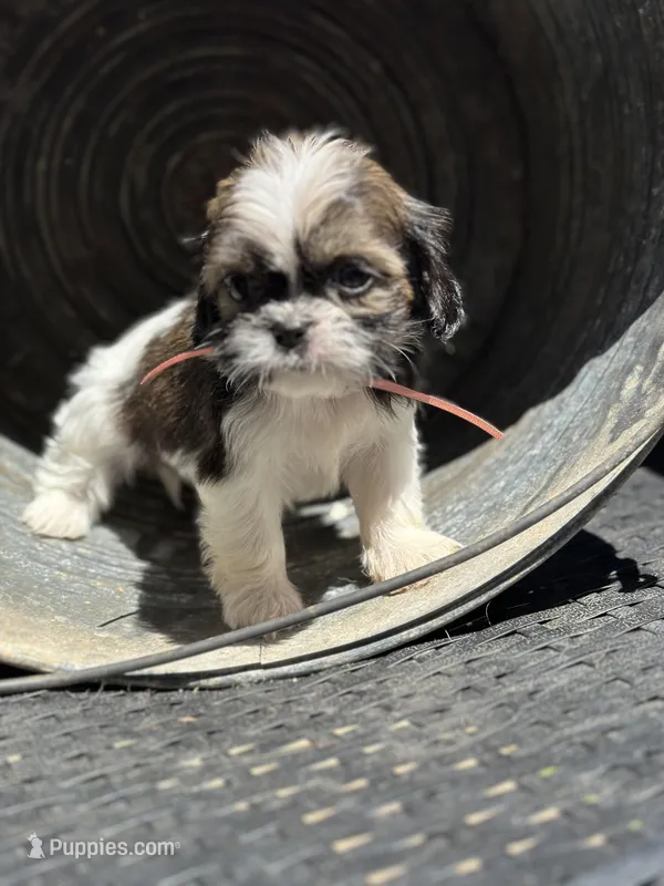 Misty, a female Cavalier King Charles Spaniel and Shih Tzu for sale in Campobello, SC – 1 of 4