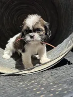 Misty, a female Cavalier King Charles Spaniel and Shih Tzu for sale in Campobello, SC – 1 of 4