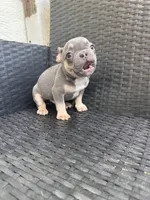 Blaze, a male French Bulldog for sale in Campobello, SC – 2 of 5