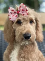 Sallie, a female Goldendoodle for sale in Campobello, SC – 3 of 7