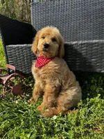 Chance, a male Goldendoodle for sale in Campobello, SC – Photo 3 of 3