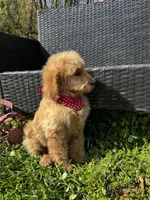 Chance, a male Goldendoodle for sale in Campobello, SC – Photo 2 of 3