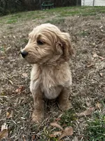 Chance, a male Goldendoodle for sale in Campobello, SC – Photo 4 of 4