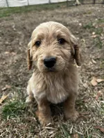 Chance, a male Goldendoodle for sale in Campobello, SC – Photo 1 of 4