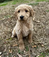 Chance, a male Goldendoodle for sale in Campobello, SC – Photo 3 of 4