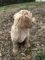 Chance, a male Goldendoodle for sale in Campobello, SC – Photo 2 of 4