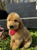 Chance, a male Goldendoodle for sale in Campobello, SC – Photo 1 of 3