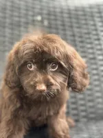 Taylor, a female Cavalier King Charles Spaniel and Poodle - Toy  for sale in Campobello, SC – 2 of 6