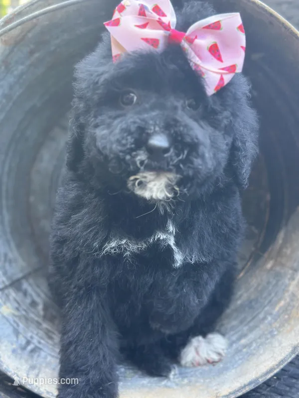 Dancer – Bernedoodle puppy for sale in Campobello, SC