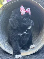 Dancer, a female Bernedoodle for sale in Campobello, SC – 5 of 5