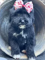 Dancer, a female Bernedoodle for sale in Campobello, SC – 4 of 5