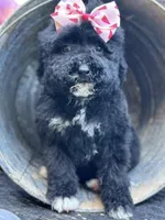 Dancer, a female Bernedoodle for sale in Campobello, SC – 3 of 5