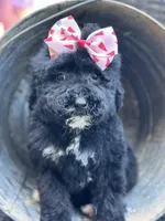 Dancer, a female Bernedoodle for sale in Campobello, SC – 2 of 5