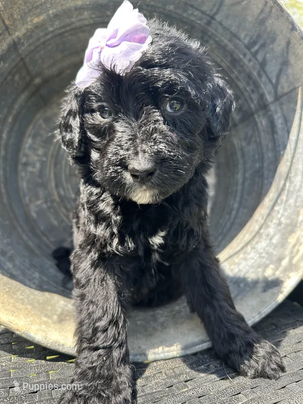 Dancer, a female Bernedoodle for sale in Campobello, SC – Photo 1 of 1