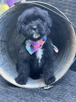 Toby, a male Bernedoodle for sale in Campobello, SC – 5 of 5