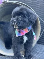 Toby, a male Bernedoodle for sale in Campobello, SC – 2 of 5