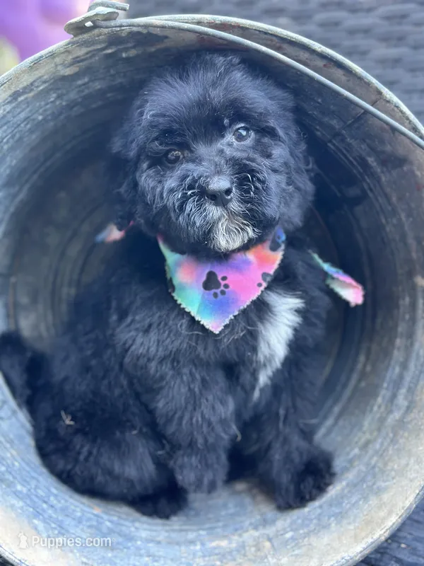 Toby – Bernedoodle puppy for sale in Campobello, SC