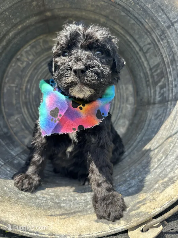Toby – Bernedoodle puppy for sale in Campobello, SC