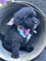Toby, a male Bernedoodle for sale in Campobello, SC – 4 of 5