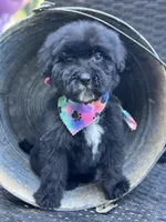 Toby, a male Bernedoodle for sale in Campobello, SC – 3 of 5