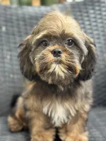 Tippy, a male Cavalier King Charles Spaniel and Shih Tzu for sale in Campobello, SC – 3 of 5
