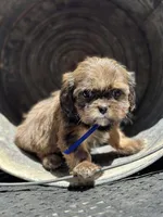 Truffle, a female Cavalier King Charles Spaniel and Shih Tzu for sale in Campobello, SC – 2 of 5