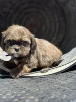 Truffle, a female Cavalier King Charles Spaniel and Shih Tzu for sale in Campobello, SC – 1 of 5