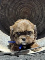 Truffle, a female Cavalier King Charles Spaniel and Shih Tzu for sale in Campobello, SC – 4 of 5