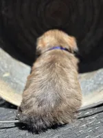 Truffle, a female Cavalier King Charles Spaniel and Shih Tzu for sale in Campobello, SC – 3 of 5