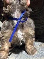 Truffle, a female Cavalier King Charles Spaniel and Shih Tzu for sale in Campobello, SC – 5 of 5