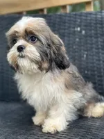 Trinket, a female Cavalier King Charles Spaniel and Shih Tzu for sale in Campobello, SC – 4 of 6