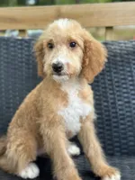 Dancer, a female Bernedoodle for sale in Campobello, SC – 3 of 5